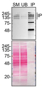 ARID1A Antibody in Immunoprecipitation (IP)