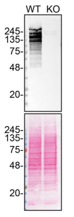 ARID1A Antibody