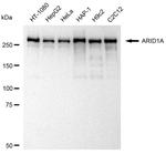 ARID1A Antibody in Western Blot (WB)