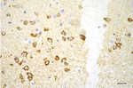ATP Synthase beta Antibody in Immunohistochemistry (Paraffin) (IHC (P))