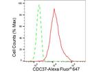 Cdc37 Antibody in Flow Cytometry (Flow)