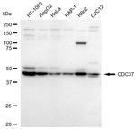 Cdc37 Antibody in Western Blot (WB)