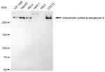NG2 Antibody in Western Blot (WB)