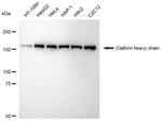 Clathrin Heavy Chain Recombinant Rabbit Monoclonal Antibody (23GB3475)