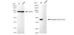 Phospho-CDC37 (Ser13) Antibody