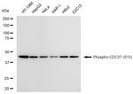 Phospho-CDC37 (Ser13) Antibody in Western Blot (WB)