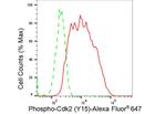 Phospho-CDK2 (Tyr15) Antibody in Flow Cytometry (Flow)