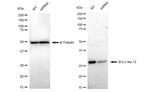 BCL2L12 Antibody