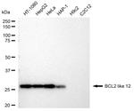 BCL2L12 Recombinant Rabbit Monoclonal Antibody (23GB3695)