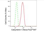 CLSTN1 Antibody in Flow Cytometry (Flow)