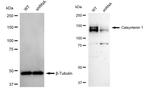 CLSTN1 Antibody