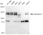 CLSTN1 Antibody in Western Blot (WB)