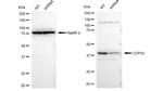 COPS3 Antibody
