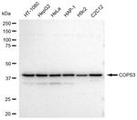 COPS3 Antibody in Western Blot (WB)