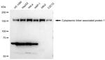 CLASP1 Antibody in Western Blot (WB)