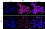 eIF4A1 Antibody in Immunocytochemistry (ICC/IF)