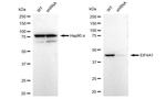 eIF4A1 Antibody