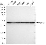 eIF4A1 Antibody in Western Blot (WB)