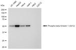 Phospho-beta Arrestin 1 (Ser412) Antibody in Western Blot (WB)