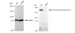 ARHGAP5 Antibody