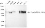 Phospho-p130Cas (Tyr410) Antibody in Western Blot (WB)