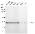APE1 Recombinant Rabbit Monoclonal Antibody (23GB1220)