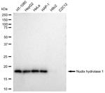 MTH1 Antibody in Western Blot (WB)