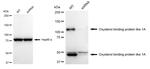 ORP1 Antibody