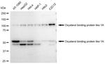 ORP1 Antibody in Western Blot (WB)