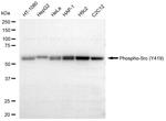 Phospho-SRC (Tyr419) Antibody in Western Blot (WB)