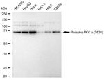 Phospho-PKC alpha (Thr638) Antibody in Western Blot (WB)