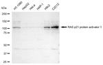 RASA1 Recombinant Rabbit Monoclonal Antibody (23GB4125)