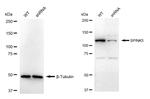SPINK5 Antibody