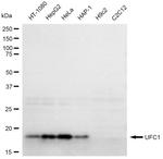 UFC1 Antibody in Western Blot (WB)