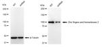 ZHX2 Antibody