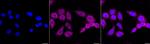 ATG4C Recombinant Rabbit Monoclonal Antibody (23GB670)