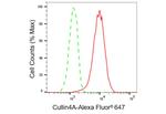 Cullin 4A Antibody in Flow Cytometry (Flow)