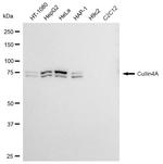 Cullin 4A Antibody in Western Blot (WB)