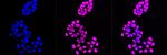 H3K56ac Antibody in Immunocytochemistry (ICC/IF)