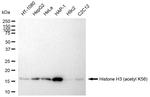 H3K56ac Antibody in Western Blot (WB)