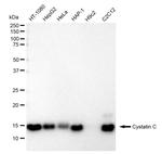 Cystatin C Antibody in Western Blot (WB)
