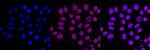 Nicastrin Recombinant Rabbit Monoclonal Antibody (23GB1040)