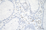 H3K9ac Antibody in Immunohistochemistry (Paraffin) (IHC (P))