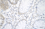 H3K18ac Antibody in Immunohistochemistry (Paraffin) (IHC (P))