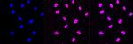 H3K27ac Antibody in Immunocytochemistry (ICC/IF)