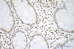 H3K27ac Antibody in Immunohistochemistry (Paraffin) (IHC (P))