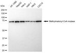 MUT Antibody in Western Blot (WB)