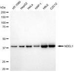 Nudel Antibody in Western Blot (WB)