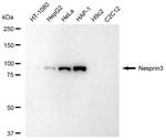 SYNE3 Antibody in Western Blot (WB)
