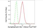 SYPL1 Antibody in Flow Cytometry (Flow)